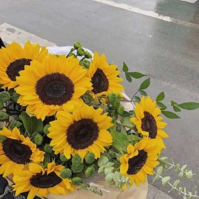 花魁之祸满人间破解版下载